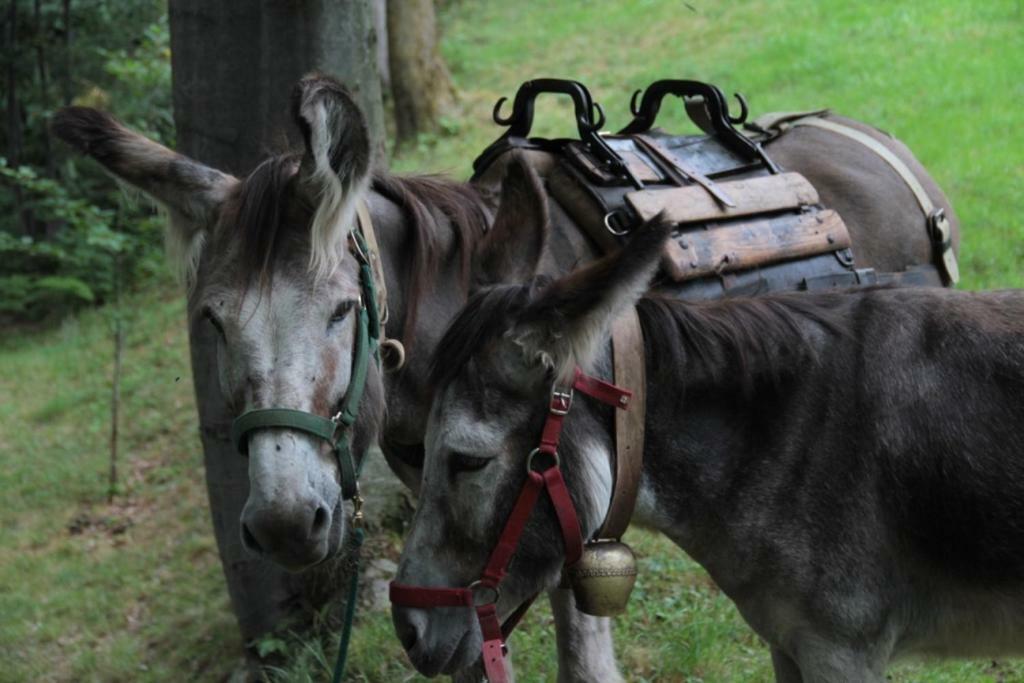 Rifugio Escursionistico Le Lunelle Villa Mezzenile Kültér fotó